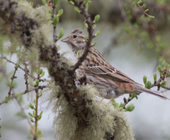 Emberiza leucocephalos