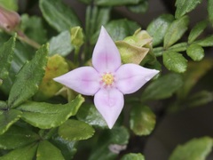 Boronia alata
