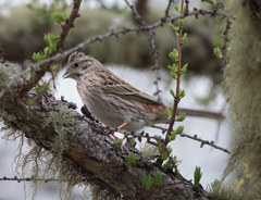 Emberiza leucocephalos