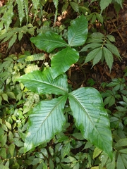 Arisaema ringens
