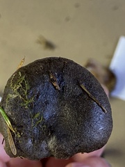 Lactarius kauffmanii