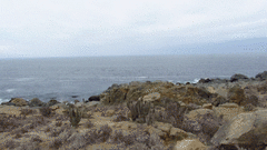 Leucocarbo bougainvillii