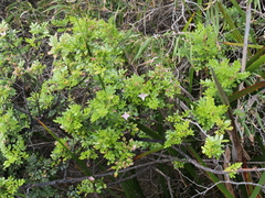 Boronia alata