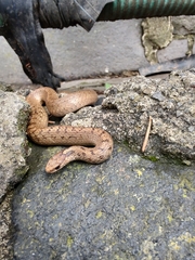 Storeria storerioides