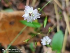 Persicaria strigosa