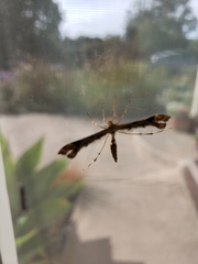 Platyptilia carduidactylus