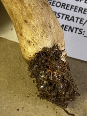 Lactarius kauffmanii