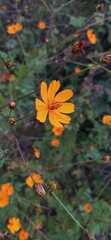 Cosmos sulphureus
