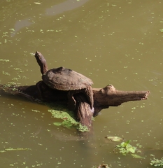 Graptemys pseudogeographica