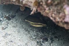 Canthigaster callisterna
