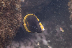 Chaetodon flavirostris