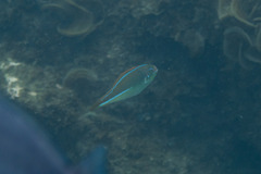 Stethojulis interrupta