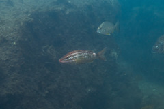 Parupeneus ciliatus