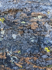 Umbilicaria