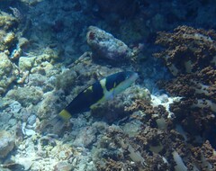 Thalassoma jansenii