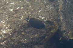 Acanthurus dussumieri