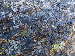 Umbilicaria