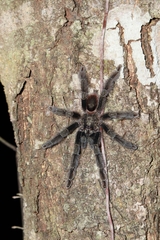 Psalmopoeus