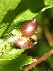 Dasineura involuta