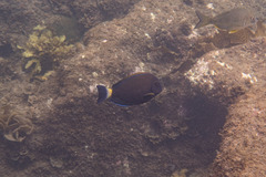 Acanthurus dussumieri
