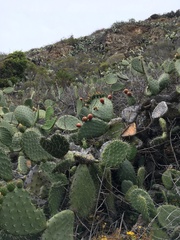 Opuntia littoralis
