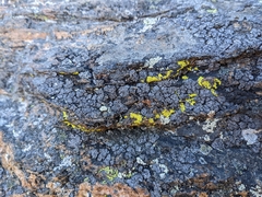 Umbilicaria