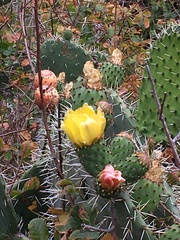 Opuntia littoralis