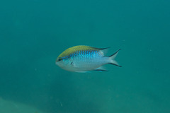 Chromis nitida