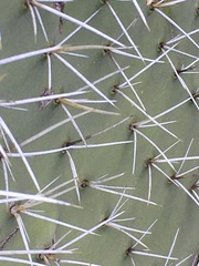 Opuntia littoralis