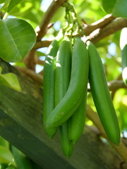 Tecomanthe speciosa