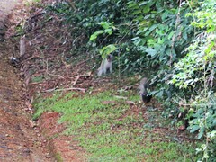 Chlorocebus pygerythrus pygerythrus