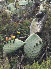 Opuntia littoralis