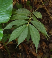 Elatostema lineolatum