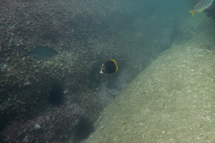 Chaetodon flavirostris
