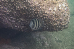 Abudefduf bengalensis