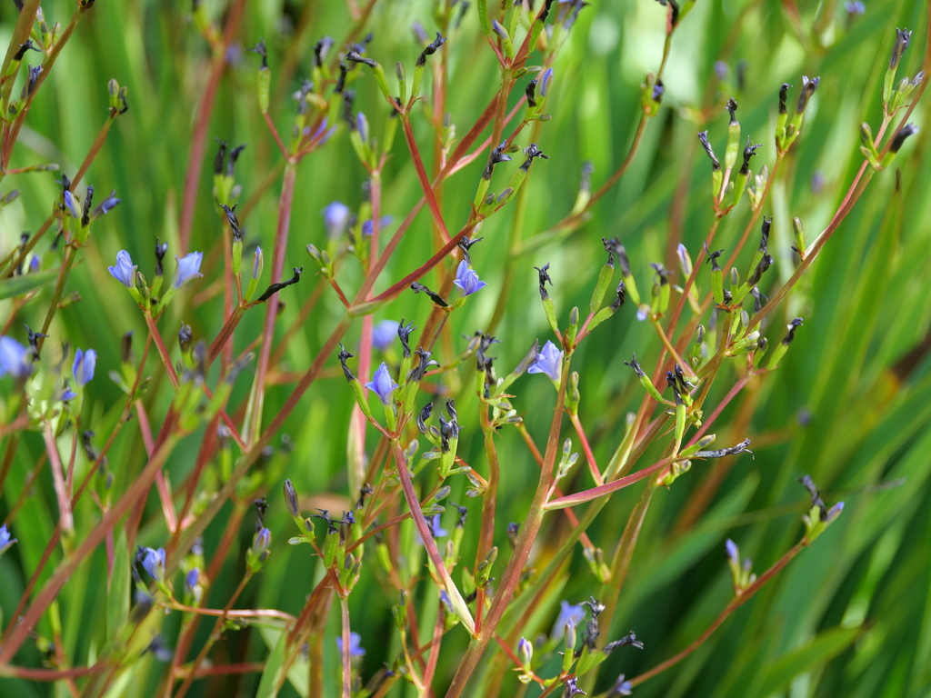 Blue cornlily from Hutt Central, Lower Hutt, New Zealand on October 22
