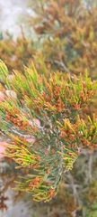 Allocasuarina littoralis