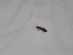 Odontomachus