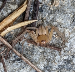 Olios