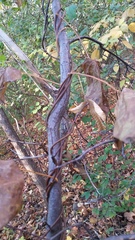 Menispermum canadense