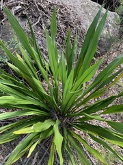 Doryanthes excelsa