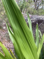 Doryanthes excelsa