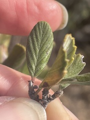 Cercocarpus betuloides