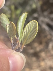 Cercocarpus betuloides
