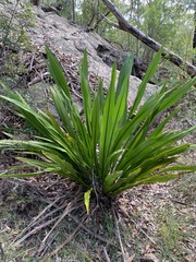 Doryanthes excelsa