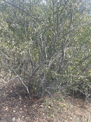 Cercocarpus betuloides
