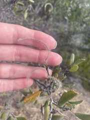 Cercocarpus betuloides