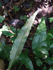 Leptochilus wrightii