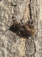 Polistes jokahamae