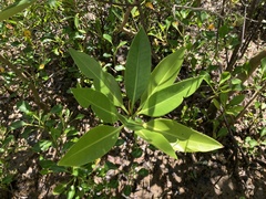 Rhizophora apiculata